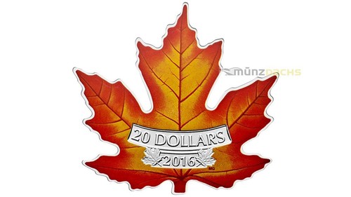 Dollar coloured maple - coloured,